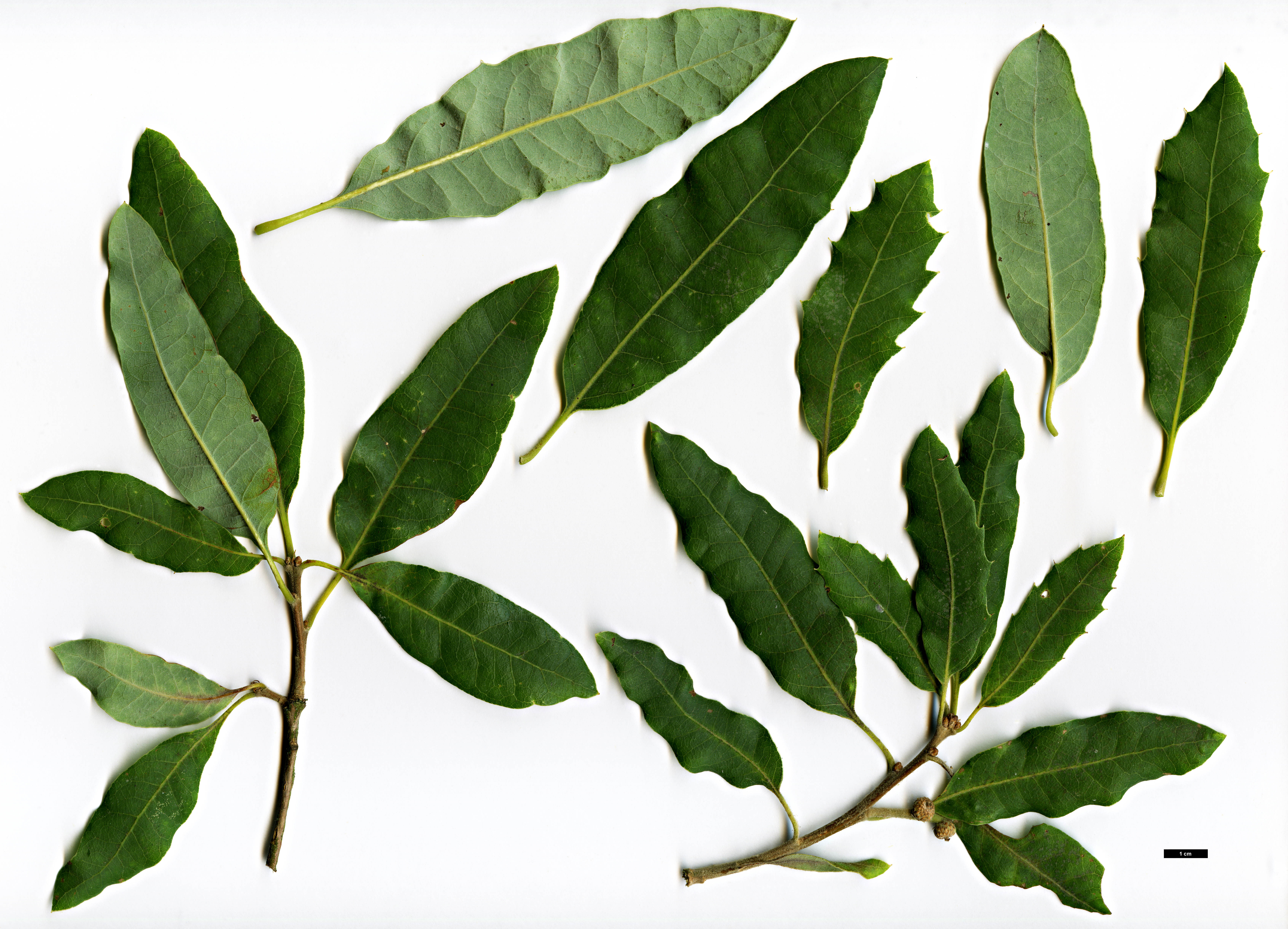 High resolution image: Family: Fagaceae - Genus: Quercus - Taxon: infectoria - SpeciesSub: subsp. veneris